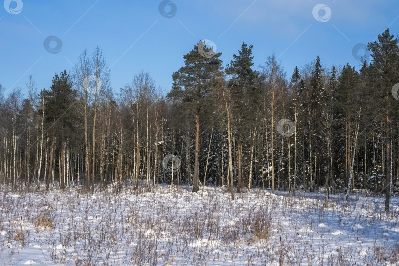 Скачать Заснеженный лес, зимний природный фон. фотосток Ozero