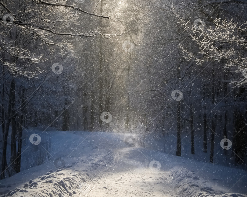 Скачать Заснеженная дорожка с деревьями на заднем плане фотосток Ozero