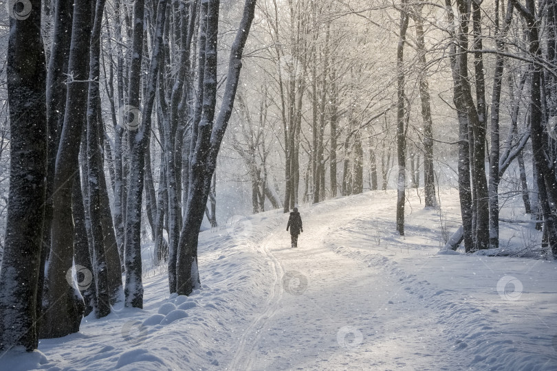 Скачать Человек идет по заснеженному лесу фотосток Ozero