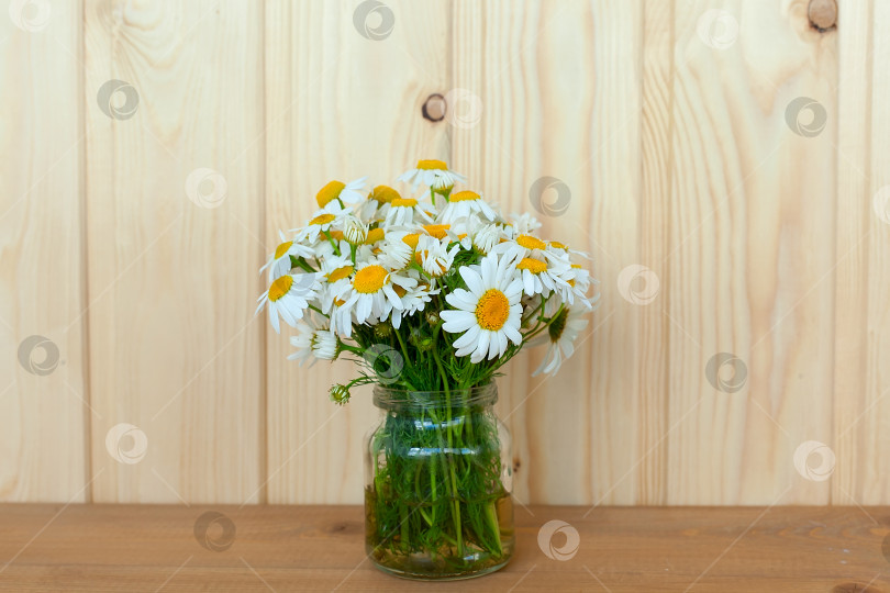 Скачать Цветы аптечной ромашки с зелеными листьями, изолированный букет на белом фоне. фотосток Ozero