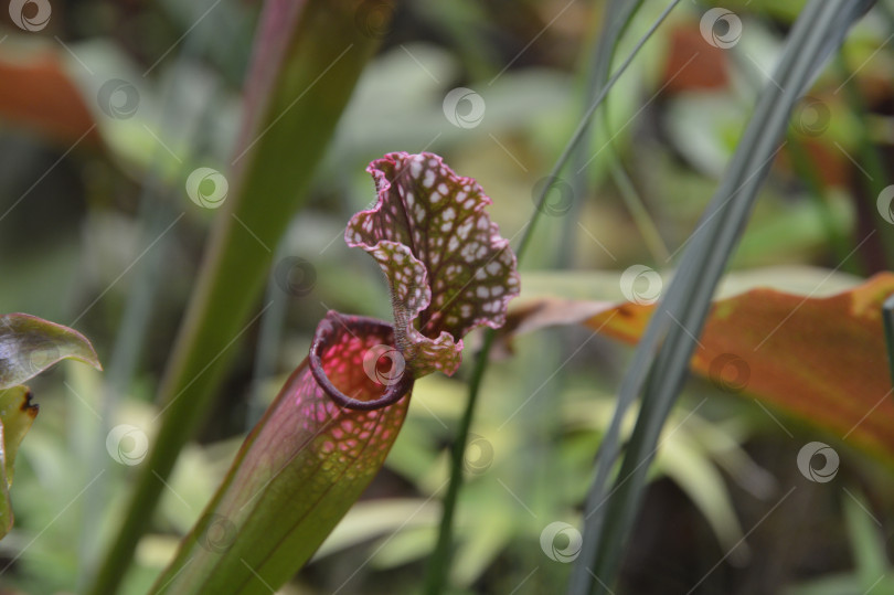 Скачать Хищное растение фотосток Ozero