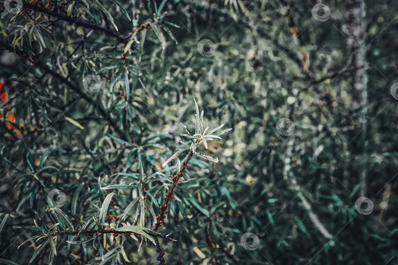 Скачать Старый сад в деревне поздней осенью фотосток Ozero