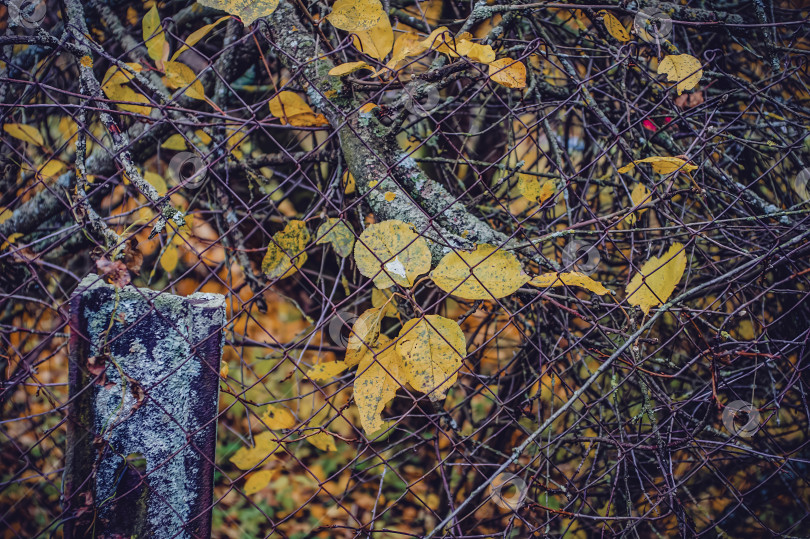 Скачать Забор из металлической сетки в деревне осенью фотосток Ozero