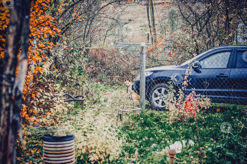 Скачать Рыжая, худая собака со сломанной лапой фотосток Ozero