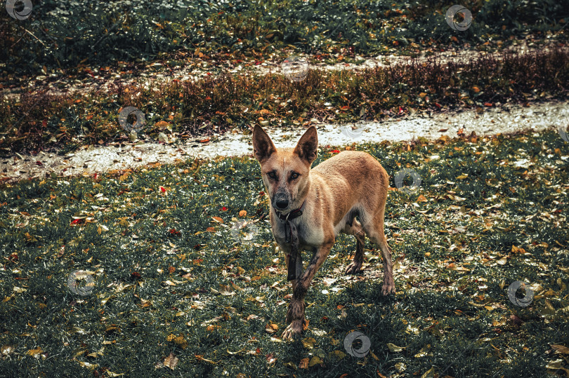 Скачать Рыжая, худая собака со сломанной лапой фотосток Ozero