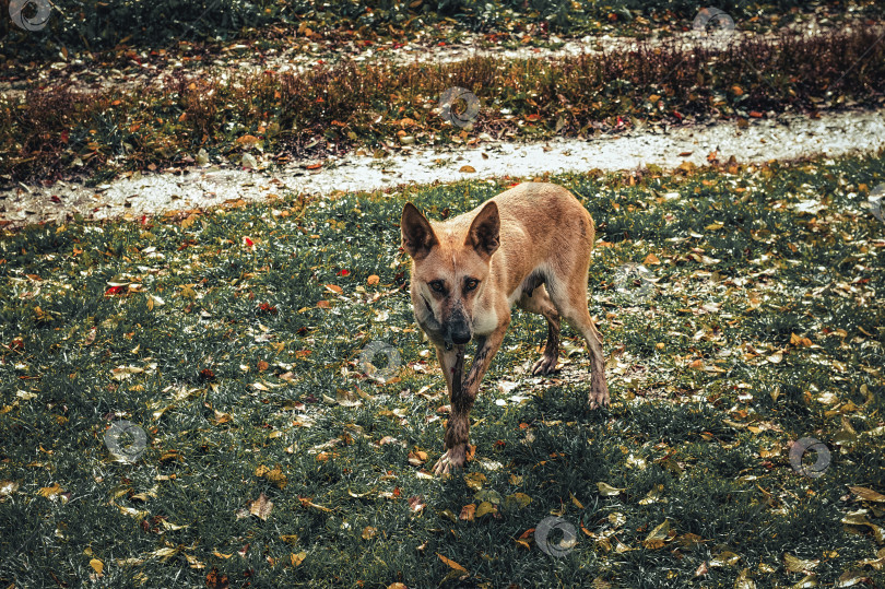 Скачать Рыжая, худая собака со сломанной лапой фотосток Ozero