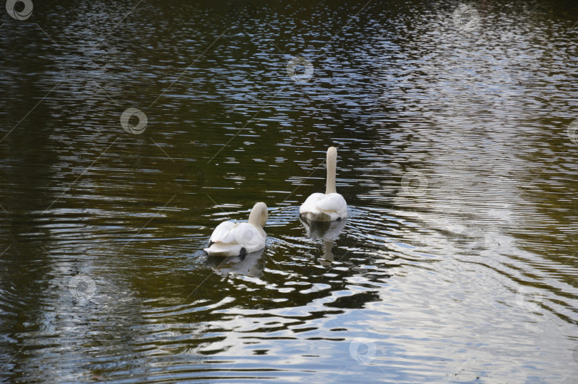 Скачать Белые лебеди фотосток Ozero