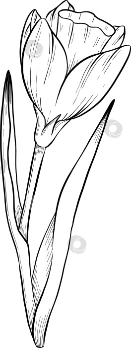 Скачать Традиционный набор праздничных элементов декора "Пасхальные цветы". Иллюстрация в стиле туши. Яйца, узлы, весенние садовые цветы и корзина с выгравированными контурами. Монохромная графика в виде нарисованных от руки линий для букетов, венков, открыток, поздравлений. фотосток Ozero