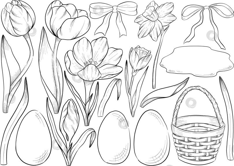 Скачать Традиционный набор праздничных элементов декора "Пасхальные цветы". Иллюстрация в стиле туши. Яйца, узлы, весенние садовые цветы и корзина с выгравированными контурами. Монохромная графика в виде нарисованных от руки линий для букетов, венков, открыток, поздравлений. фотосток Ozero