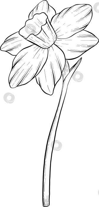 Скачать Традиционный набор праздничных элементов декора "Пасхальные цветы". Иллюстрация в стиле туши. Яйца, узлы, весенние садовые цветы и корзина с выгравированными контурами. Монохромная графика в виде нарисованных от руки линий для букетов, венков, открыток, поздравлений. фотосток Ozero