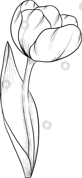 Скачать Традиционный набор праздничных элементов декора "Пасхальные цветы". Иллюстрация в стиле туши. Яйца, узлы, весенние садовые цветы и корзина с выгравированными контурами. Монохромная графика в виде нарисованных от руки линий для букетов, венков, открыток, поздравлений. фотосток Ozero