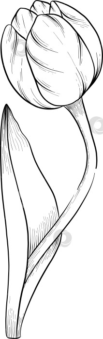 Скачать Традиционный набор праздничных элементов декора "Пасхальный цветок". Иллюстрация в стиле туши. Яйца, узлы, весенние садовые цветы и корзина с выгравированными контурами. Монохромная графика в стиле нарисованных от руки линий фотосток Ozero