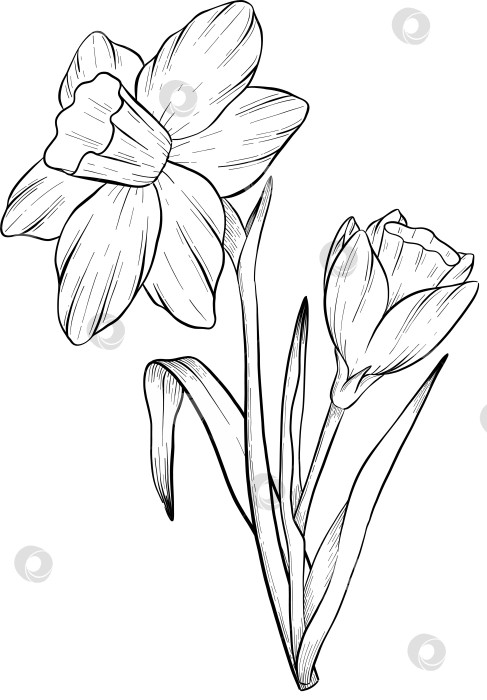 Скачать Традиционный набор праздничных элементов декора "Пасхальные цветы". Иллюстрация в стиле туши. Яйца, узлы, весенние садовые цветы и корзина с выгравированными контурами. Монохромная графика в виде нарисованных от руки линий для букетов, венков, открыток, поздравлений. фотосток Ozero