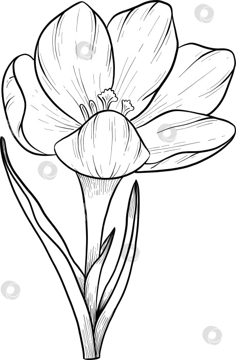 Скачать Традиционный набор праздничных элементов декора "Пасхальные цветы". Иллюстрация в стиле туши. Яйца, узлы, весенние садовые цветы и корзина с выгравированными контурами. Монохромная графика в виде нарисованных от руки линий для букетов, венков, открыток, поздравлений. фотосток Ozero