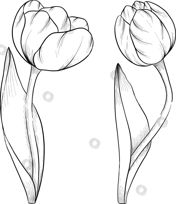 Скачать Традиционный набор праздничных элементов декора "Пасхальные цветы". Иллюстрация в стиле туши. Яйца, узлы, весенние садовые цветы и корзина с выгравированными контурами. Монохромная графика в виде нарисованных от руки линий для букетов, венков, открыток, поздравлений. фотосток Ozero