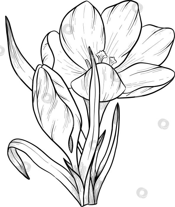 Скачать Традиционный набор праздничных элементов декора "Пасхальные цветы". Иллюстрация в стиле туши. Яйца, узлы, весенние садовые цветы и корзина с выгравированными контурами. Монохромная графика в виде нарисованных от руки линий для букетов, венков, открыток, поздравлений. фотосток Ozero