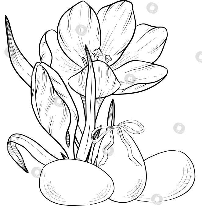 Скачать Традиционный набор праздничных элементов декора "Пасхальные цветы". Иллюстрация в стиле туши. Яйца, узлы, весенние садовые цветы и корзина с выгравированными контурами. Монохромная графика в виде нарисованных от руки линий для букетов, венков, открыток, поздравлений. фотосток Ozero