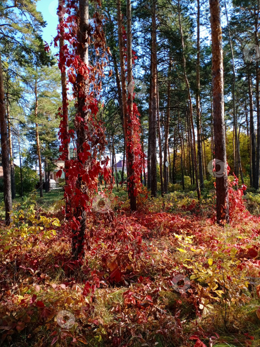 Скачать Сосновый бор в летнем лесу фотосток Ozero