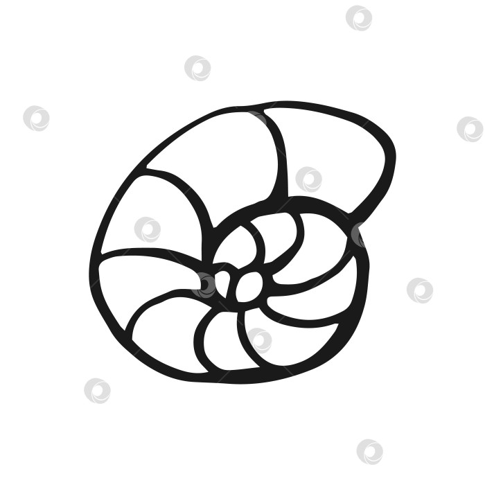 Скачать Морская ракушка. Векторная иллюстрация, нарисованная вручную. Стиль линейного искусства изолирован на белом фоне. фотосток Ozero