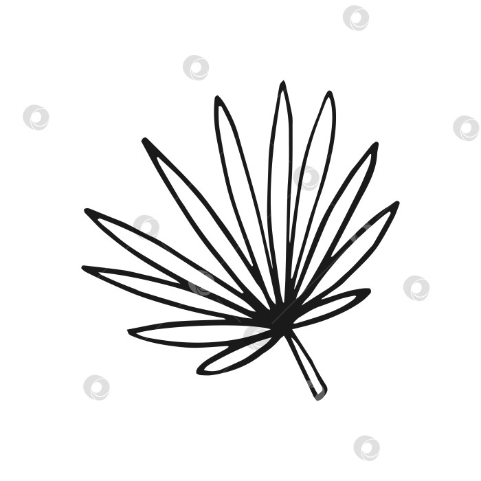 Скачать Тропический лист. Векторная иллюстрация, нарисованная от руки. Линейный художественный стиль, изолированный на белом фоне. фотосток Ozero