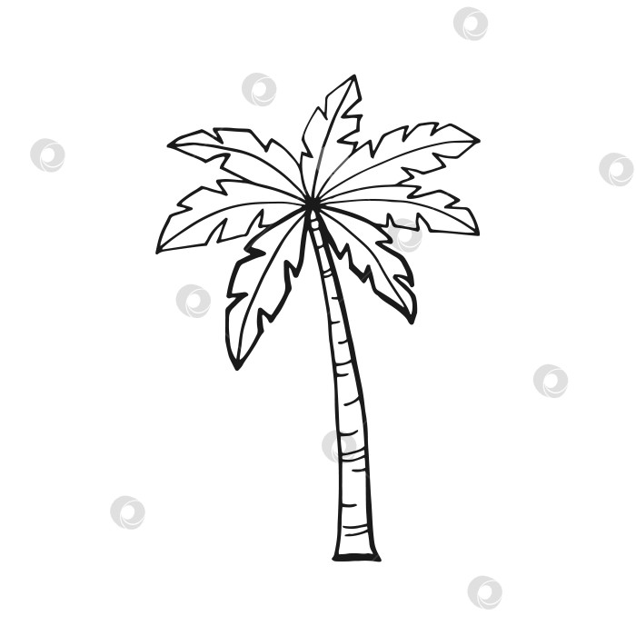 Скачать Пальма. Векторная иллюстрация, нарисованная от руки. Линия в художественном стиле, изолированная на белом фоне. фотосток Ozero
