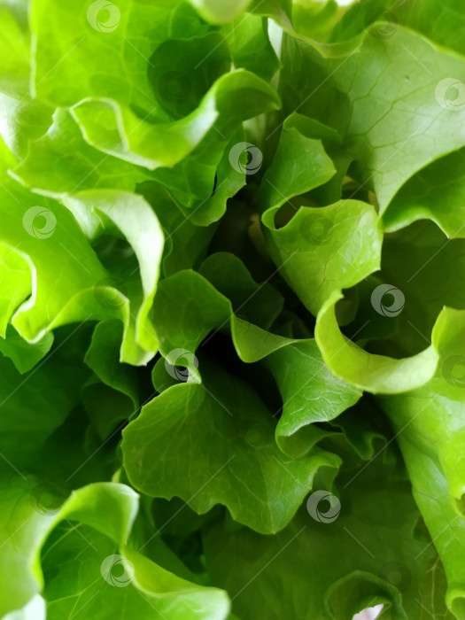 Скачать Фон салата из свежего зеленого салата-латука. листья салата крупным планом фотосток Ozero