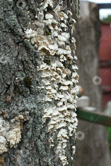 Скачать Вешенка в стволе дерева. Натуральная текстура, грибной узор, дикая вешенка в деревянном футляре. фотосток Ozero