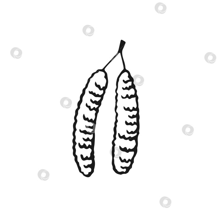 Скачать Нарисованный вручную контур сережек из березы. Линия в художественном стиле, выделенная на белом фоне. фотосток Ozero