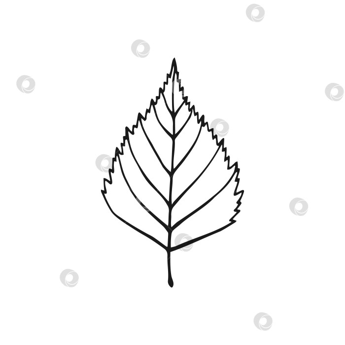 Скачать Нарисованный от руки контур березового листа. Линейный художественный стиль, выделенный на белом фоне. фотосток Ozero
