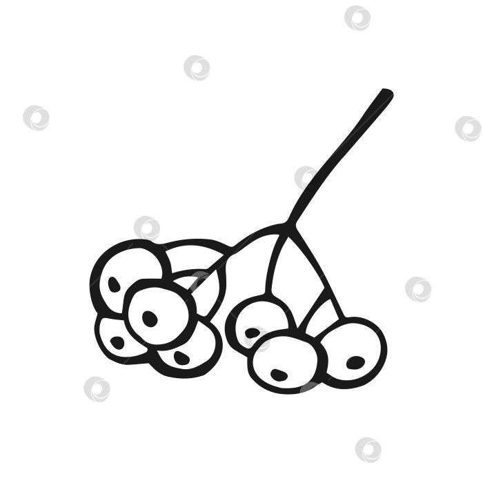 Скачать Нарисованный вручную контур ягод рябины. Линейный художественный стиль, выделенный на белом фоне. фотосток Ozero