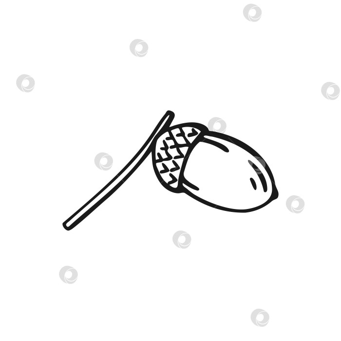 Скачать Нарисованный от руки контур желудя. Линейный художественный стиль, выделенный на белом фоне. фотосток Ozero