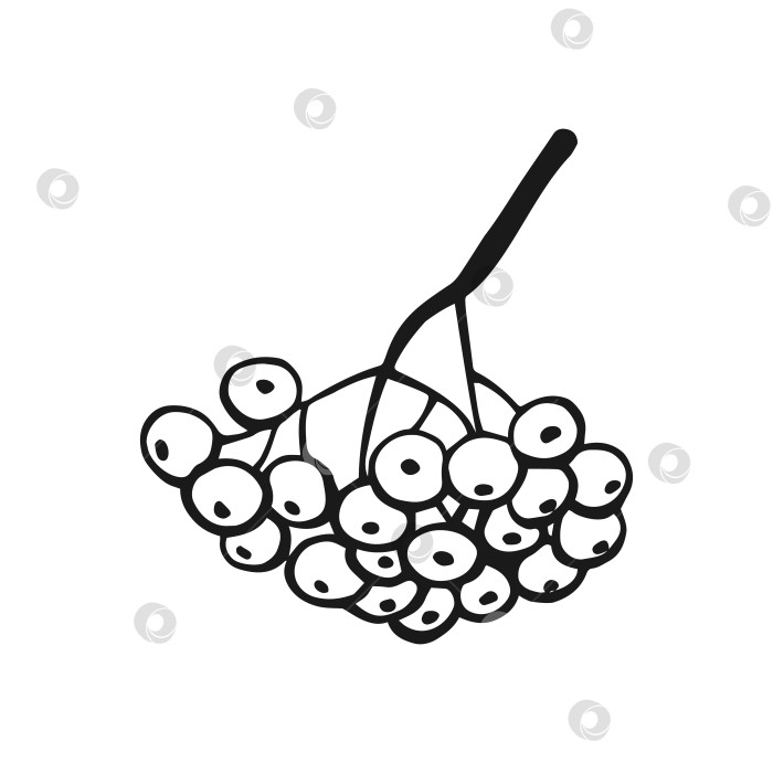 Скачать Нарисованный вручную контур ягод рябины. Линейный художественный стиль, выделенный на белом фоне. фотосток Ozero