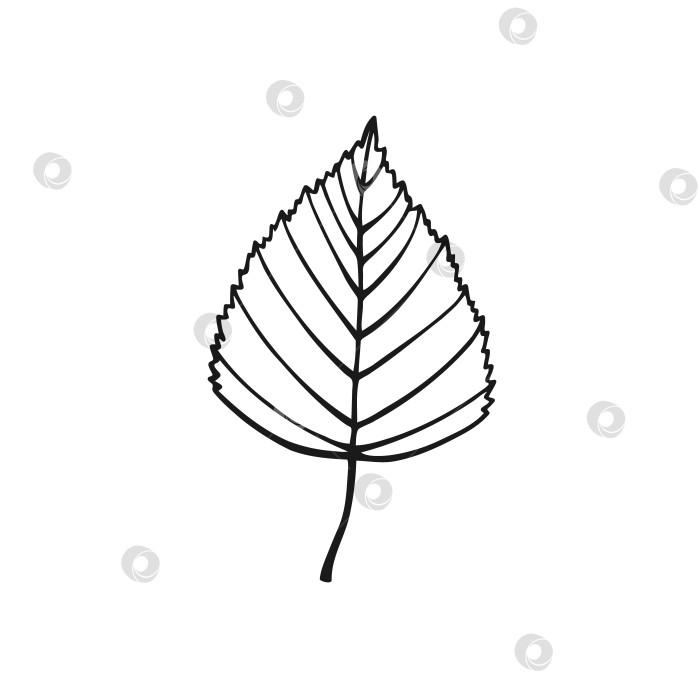 Скачать Нарисованный от руки контур березового листа. Линейный художественный стиль, выделенный на белом фоне. фотосток Ozero