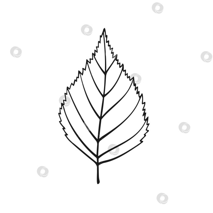 Скачать Нарисованный от руки контур березового листа. Линейный художественный стиль, выделенный на белом фоне. фотосток Ozero
