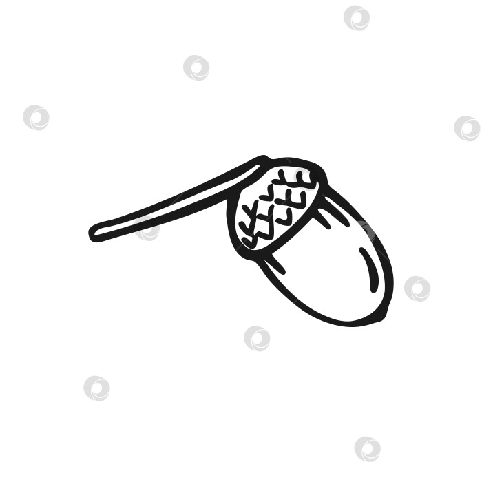 Скачать Нарисованный от руки контур желудя. Линейный художественный стиль, выделенный на белом фоне. фотосток Ozero