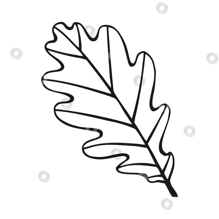 Скачать Нарисованный от руки контур дубового листа. Дубовый лист в стиле лайн-арт, выделенный на белом фоне. фотосток Ozero