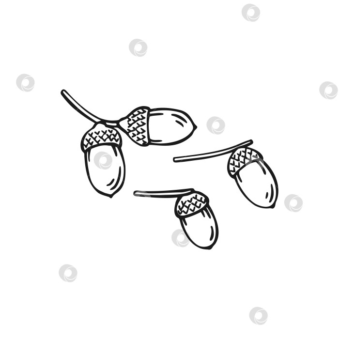 Скачать Набор нарисованных от руки контуров желудя. Художественная линия, выделенная на белом фоне. фотосток Ozero