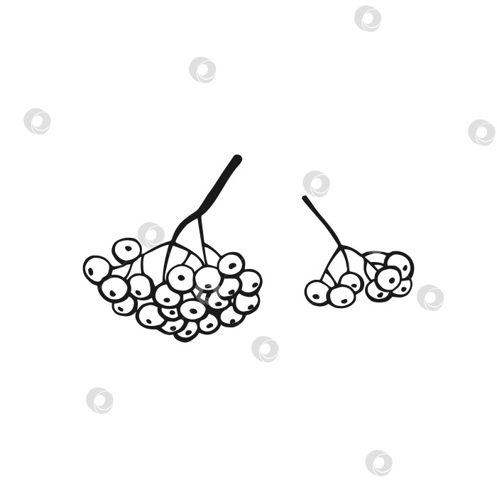 Скачать Нарисованный вручную контур ягод рябины. Линейный художественный стиль, выделенный на белом фоне. фотосток Ozero