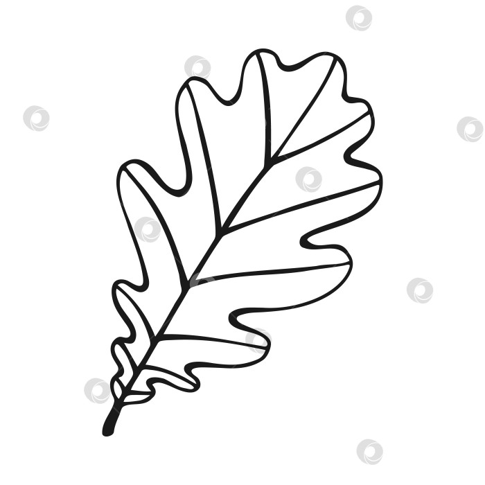 Скачать Нарисованный от руки контур дубового листа. Дубовый лист в стиле лайн-арт, выделенный на белом фоне. фотосток Ozero