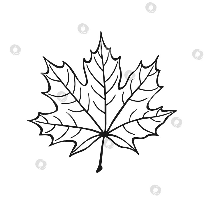 Скачать Нарисованный от руки контур кленового листа. Кленовый лист в линейном художественном стиле, выделенный на белом фоне. фотосток Ozero