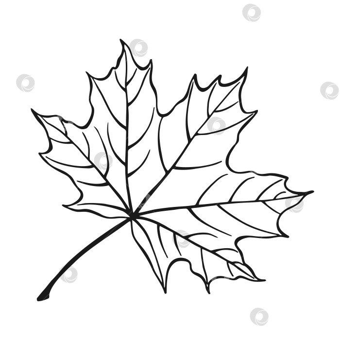 Скачать Нарисованный от руки контур кленового листа. Кленовый лист в линейном художественном стиле, выделенный на белом фоне. фотосток Ozero