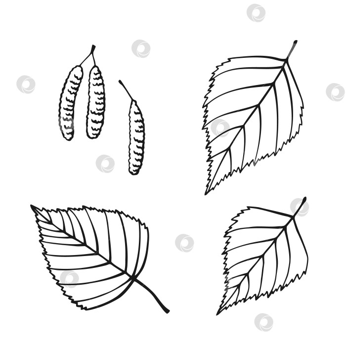 Скачать Набор нарисованных от руки контуров березовых листьев. Художественная линия, выделенная на белом фоне. фотосток Ozero