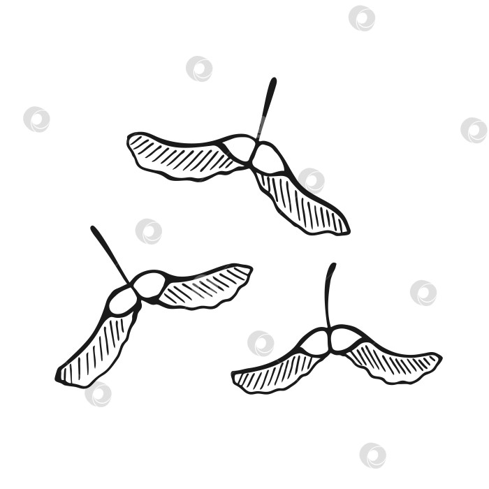 Скачать Набор нарисованных от руки контуров семян клена. Художественный стиль Line, выделенный на белом фоне. фотосток Ozero