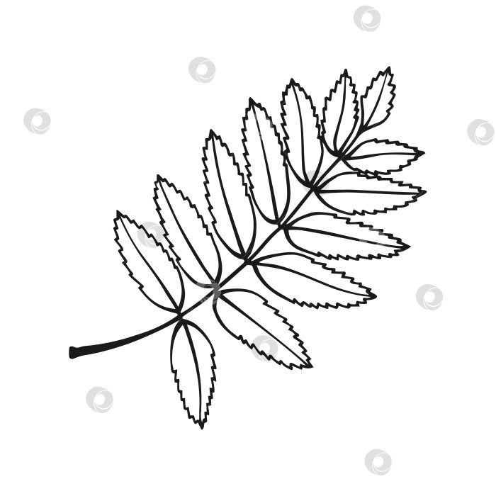 Скачать Нарисованный от руки контур листа рябины. Линейный художественный стиль, выделенный на белом фоне. фотосток Ozero