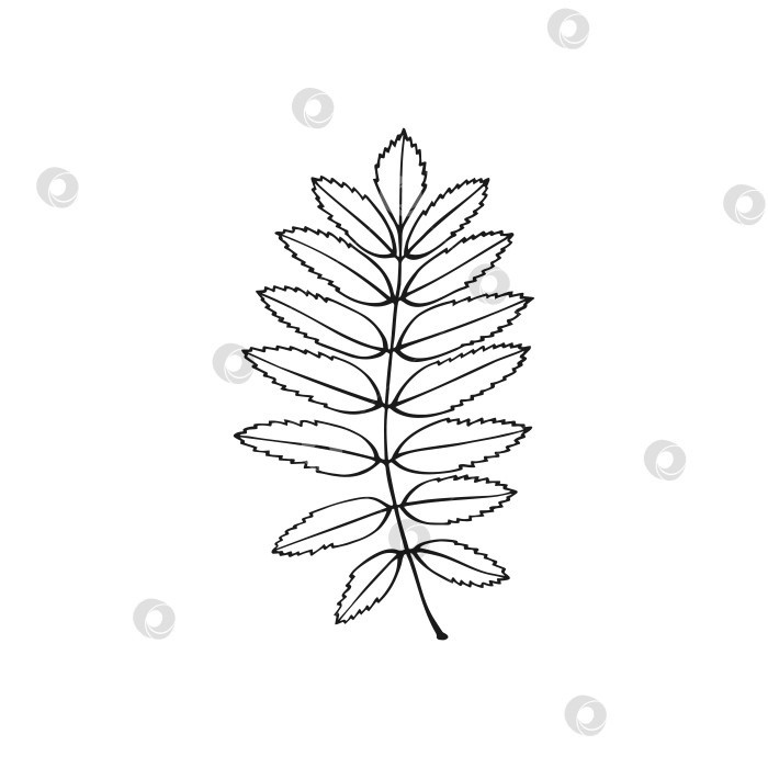 Скачать Нарисованный от руки контур листа рябины. Линейный художественный стиль, выделенный на белом фоне. фотосток Ozero
