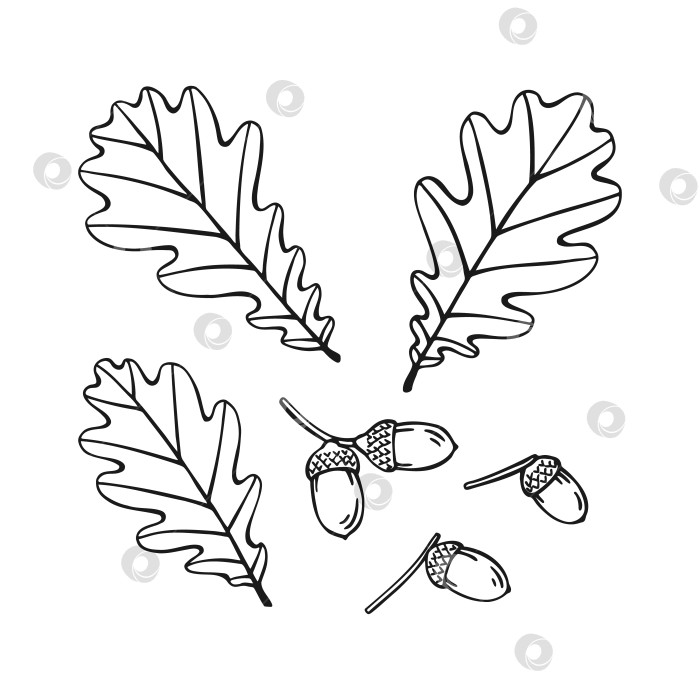 Скачать Набор из нарисованных от руки дубовых листьев и контура желудя. Линейный художественный стиль, выделенный на белом фоне. фотосток Ozero