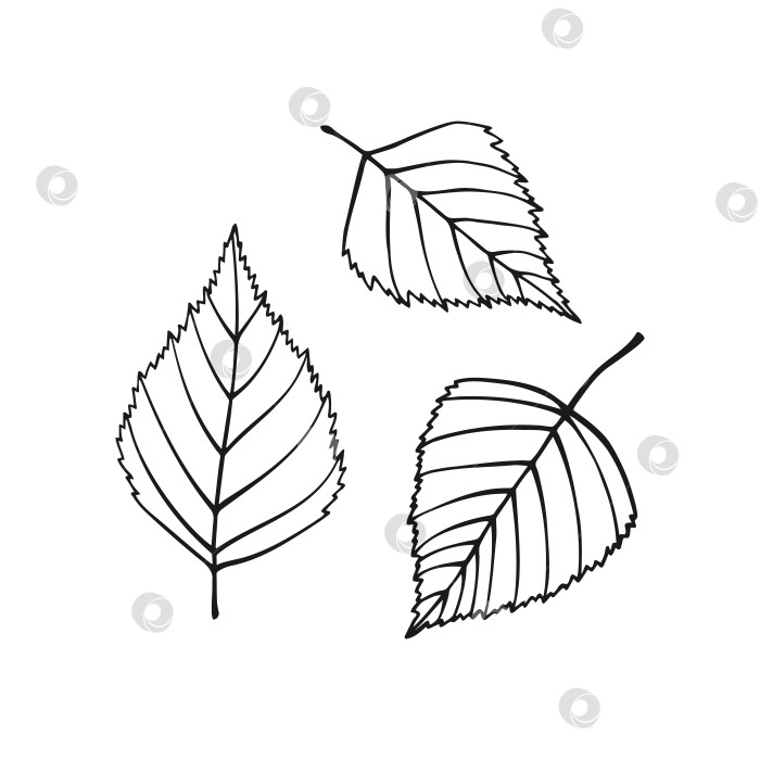 Скачать Набор нарисованных от руки контуров березовых листьев. Художественный стиль Line, выделенный на белом фоне. фотосток Ozero