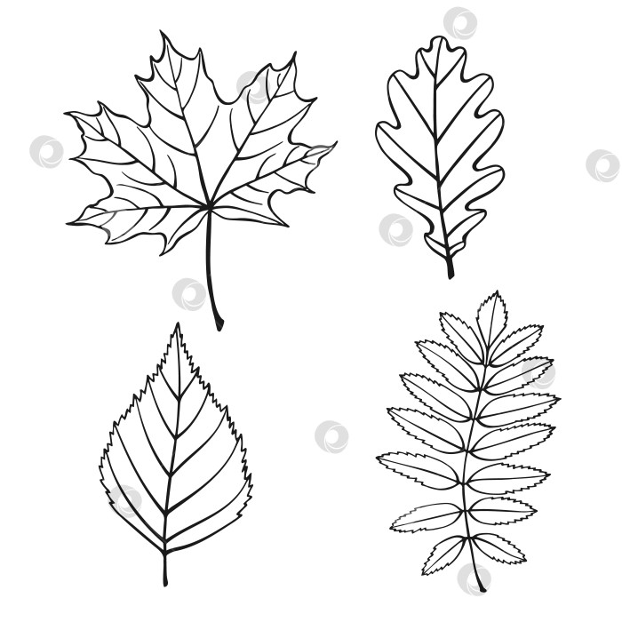 Скачать Набор с листьями. Осенняя векторная иллюстрация, нарисованная от руки. фотосток Ozero