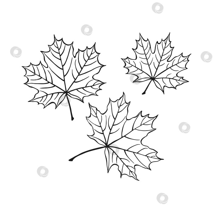 Скачать Набор нарисованных от руки контуров кленового листа. Кленовый лист в линейном художественном стиле, выделенный на белом фоне. фотосток Ozero