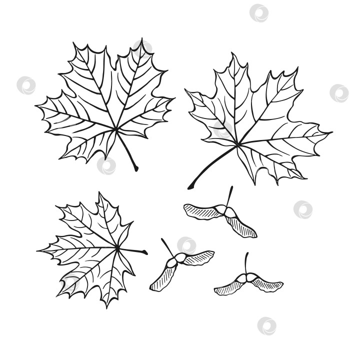 Скачать Набор нарисованных от руки контуров клена и семян. Художественный стиль Line, выделенный на белом фоне. фотосток Ozero